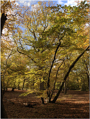 Burnham Beeches, Bucks