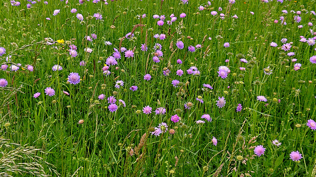 Skabiosen (Scabiosa)