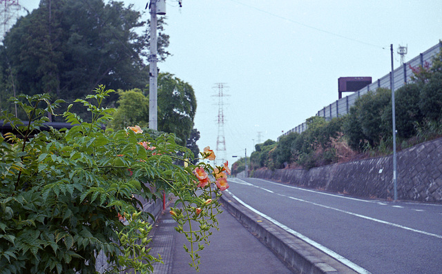 Chinese trumpet vine growing over the sidewalk