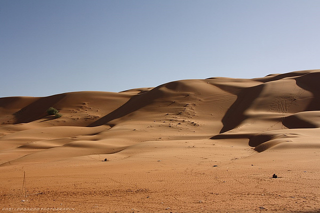 Wahiba Sands Desert (Oman)