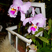 40 Schatztruhe der Orchideenwunder