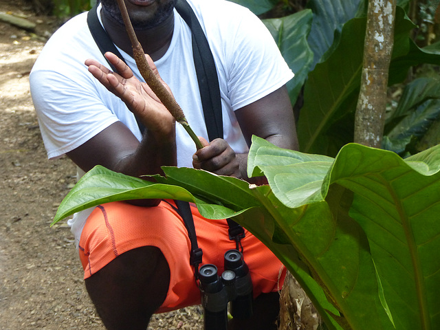 Demonstration by our guide, "Z", Little Tobago, Day 3