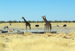 Alles unter Kontrolle - Giraffen als Ausguck der Wasserstelle
