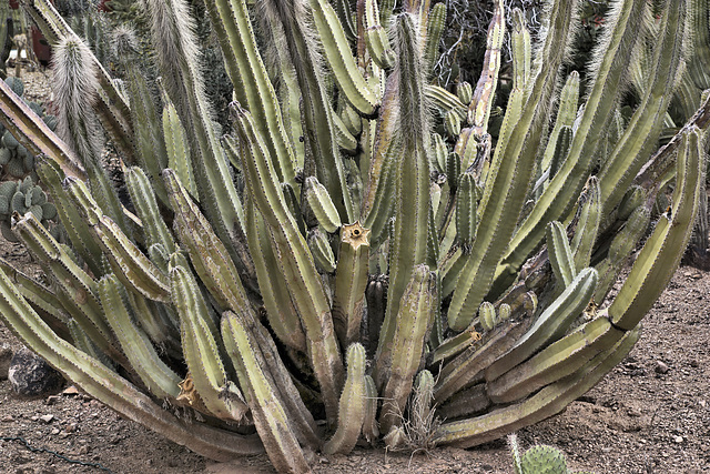 On Balance, a Star – Desert Botanical Garden, Papago Park, Phoenix, Arizona