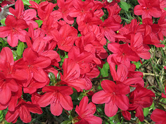 Red azalea flowers