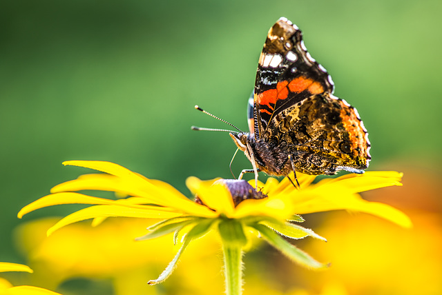 Schmetterling - 20170818