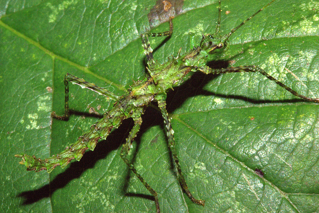 Brockphasma spinifemoralisIMG_3531