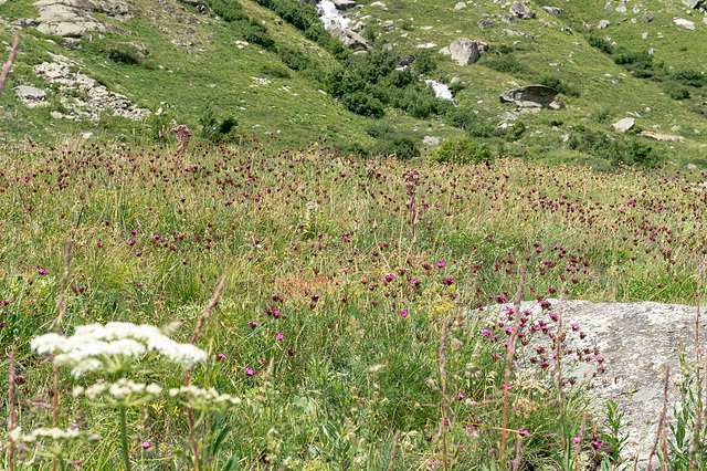 Wiese mit blühenden Karthäuser-Nelken - Dianthus carthusianorum