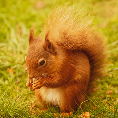 Red Squirrel at breakfast