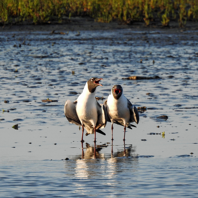 Day 3, Laughing Gulls / Leucophaeus atricilla