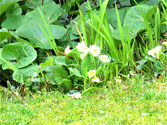 More primroses in the front garden