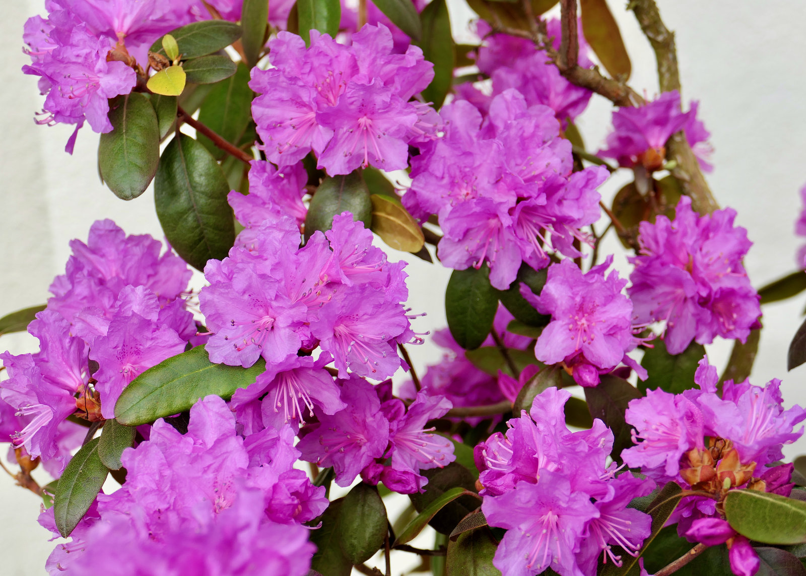 Rhododendron