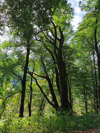 Elbradweg vor Rathen