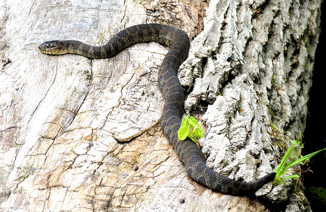 Northern Watersnake in Michigan