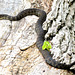 Northern Watersnake in Michigan