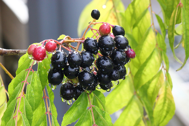 052/365 berry drops