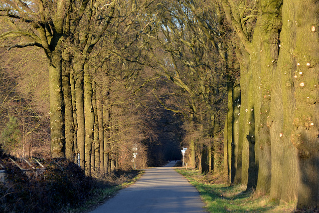 Winter pruning is over