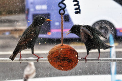 IMG 0660 Starlings dpp hdr