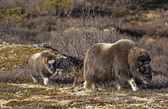 Muskox (Ovibos moschatus)