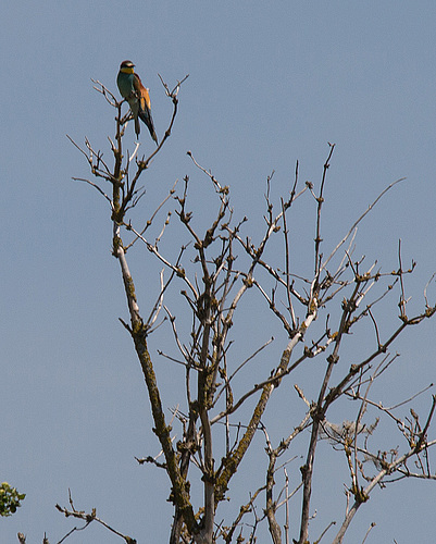 20170516 2771VRTw [A] Bienenfresser (Merops apiaster), Neusiedler See, [Oslib-Rust]