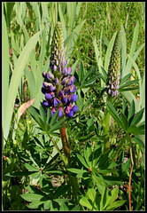 Lupin (1)