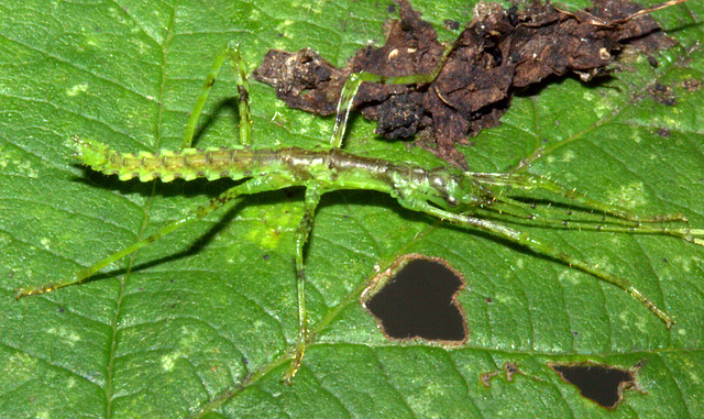 Brockphasma spinifemoralisIMG_3617