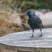 Jackdaw