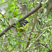 What great luck I noticed this Canada Warbler today.