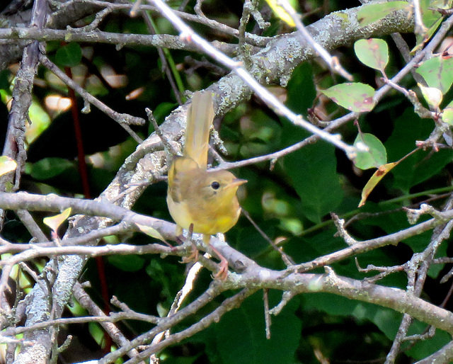 Baltimore Oriole, female