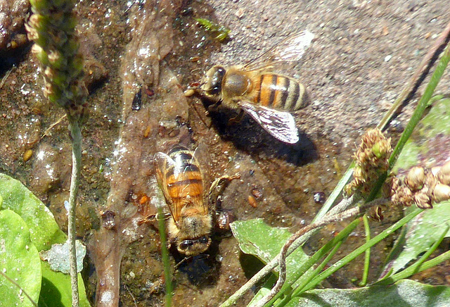 Durstige Wildbienen