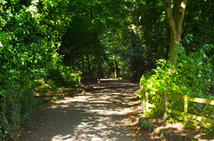 Woodland walk (4)