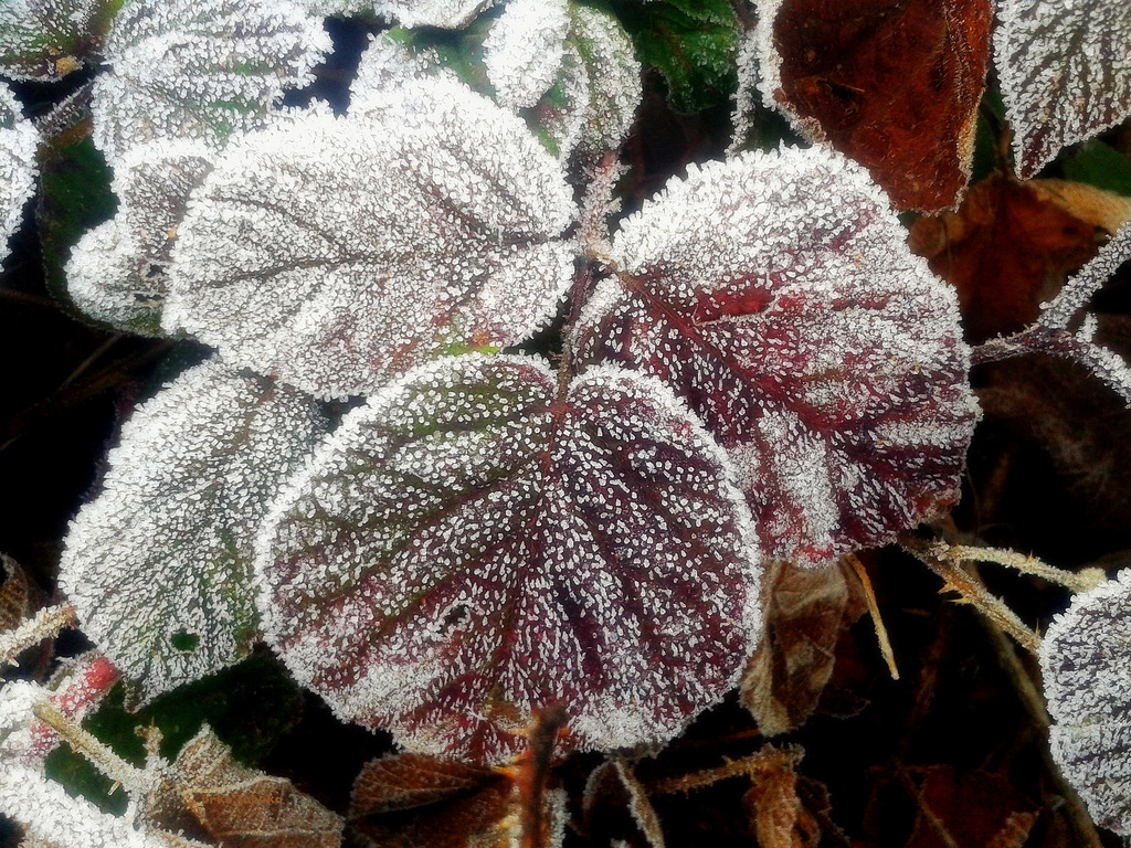 Frost on blackberry leaves