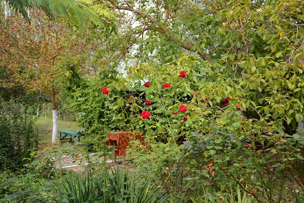 В саду гостевого дома на острове Очаковский / In the garden at the Guest House on the Ochakovsky Island