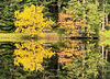 Spiegelung im Moorsee