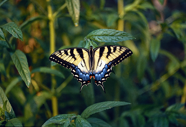 American Tiger ♀  Papilio glaucus