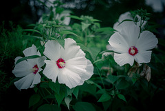 Hibiscus