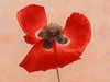 Scarlet Beauty