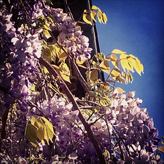 My wisteria:)