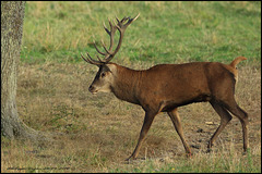 CERF A CHAMBORD