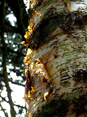 Sunlit Birch Bark