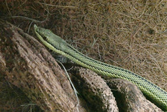 Couleuvre verte à long nez (Philodryas baroni) (Amérique du sud)