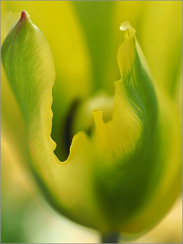 Tulipe jaune et vert 1/3