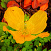 06 Kambrischer Scheinmohn -  Meconopsis cambria