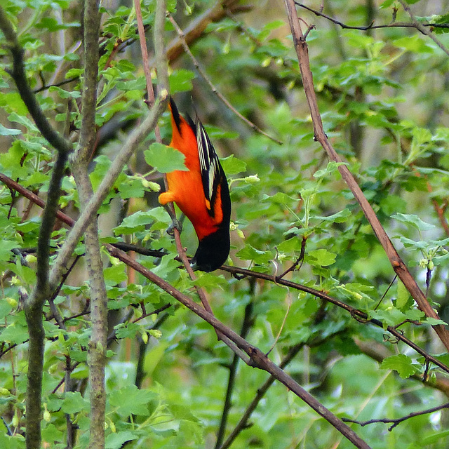 Day 4, Baltimore Oriole, Pt Pelee