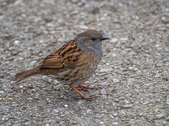 Dunnock