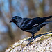 Jackdaw