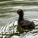 Moorhen chick