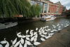 Swans On The Witham