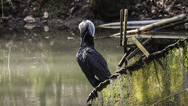 20200312 6695CPw [D~BI] Kormoran, Bielefeld