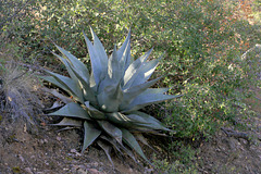 Havard Agave